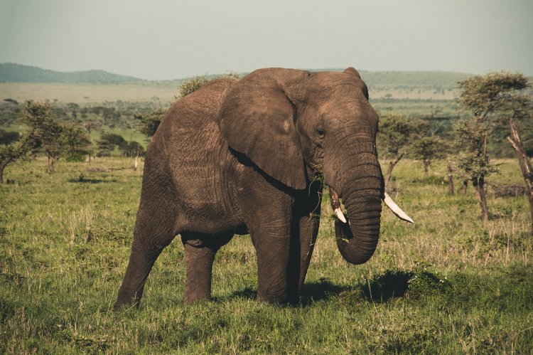 Africa's 2 elephant species are both endangered, due to poaching and habitat loss