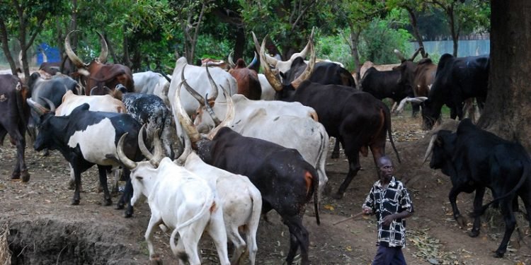 In Anambra, Suspected Herdsmen Kidnap 5, Police Rescue 2