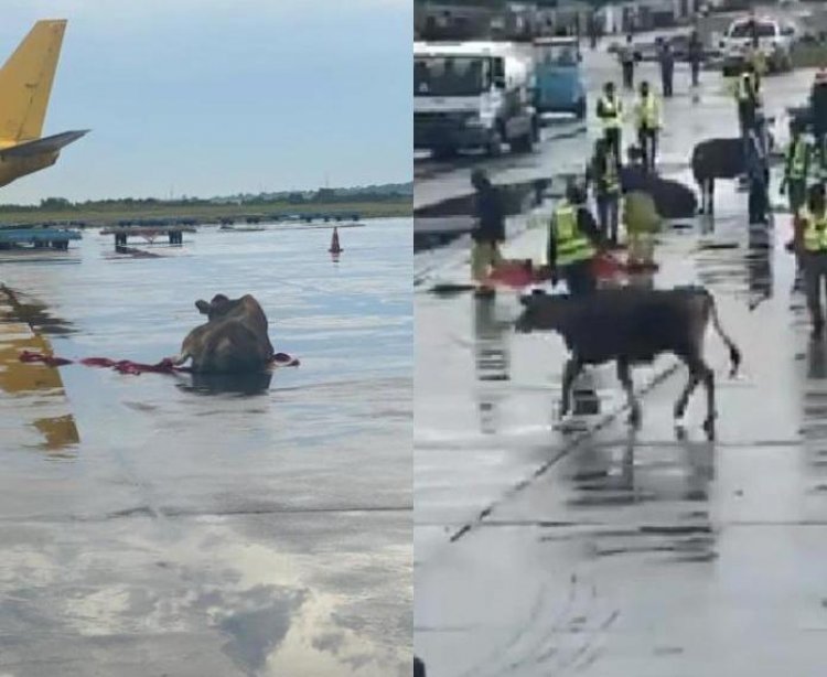 How Cows Caused Trouble, Chased Workers At Lagos International Airport
