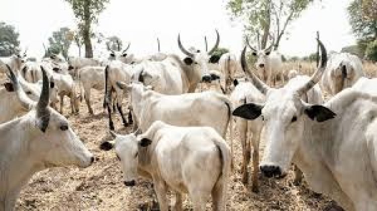IPOB Bans Rearing, Consumption of Fulani Cows in Igbo Land
